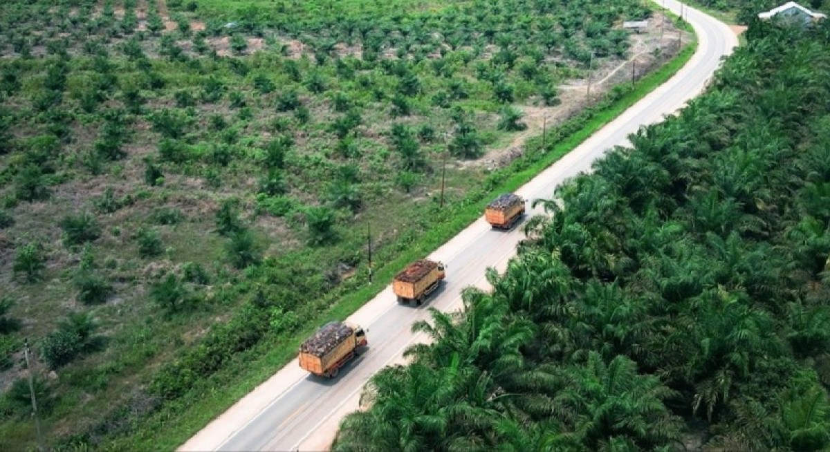 DBS raises target price for Bumitama Agri to $2.30